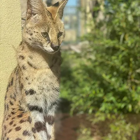 Malkia Orechova Poton