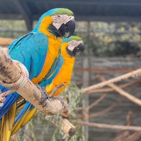 Guest house Malkia 3*