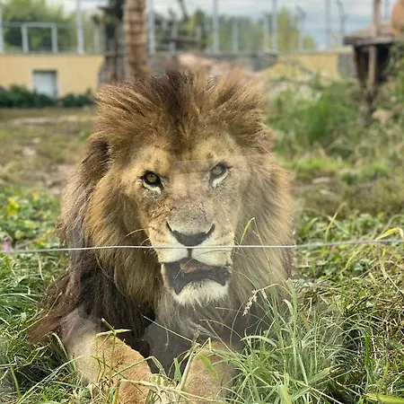 Guest house Malkia 3*