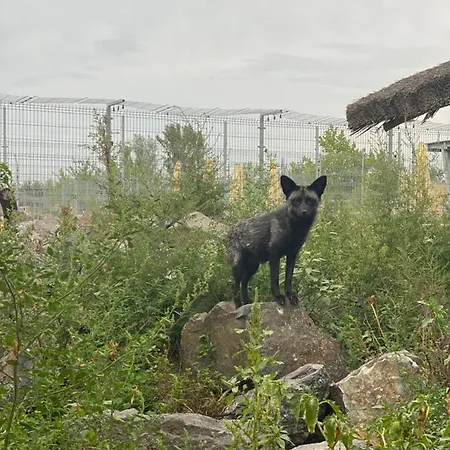 Guest house Malkia 3*