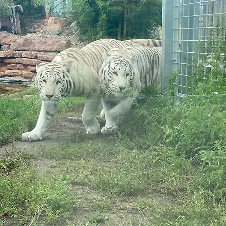 Гостевой дом Malkia