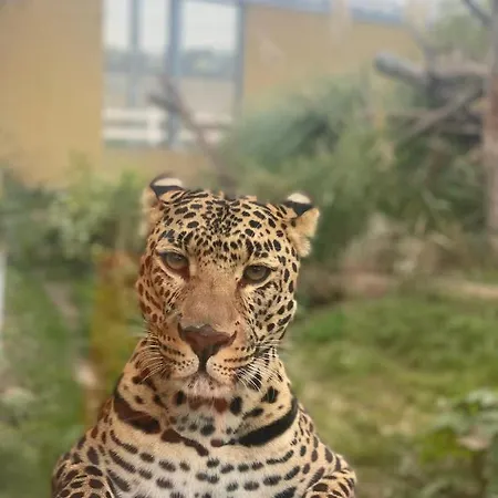 Malkia Orechova Poton