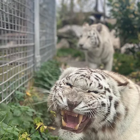 Guest house Malkia 3*