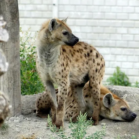 Guest house Malkia Orechova Poton