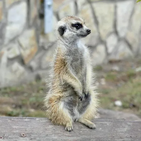 Malkia Orechova Poton