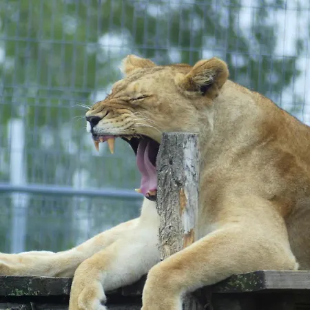 Гостевой дом Malkia 3*