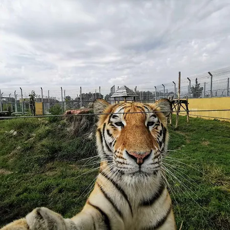 Malkia 3* Orechova Poton