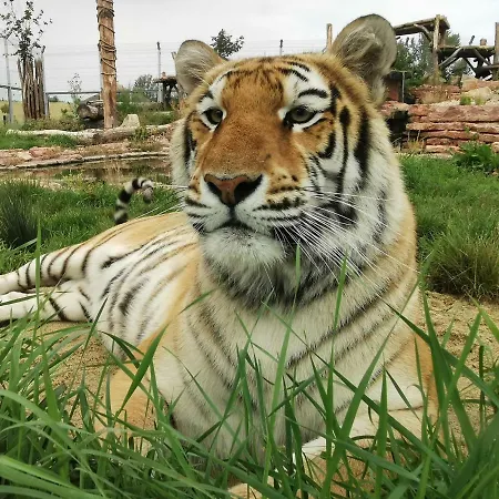 Malkia Guest house 3*